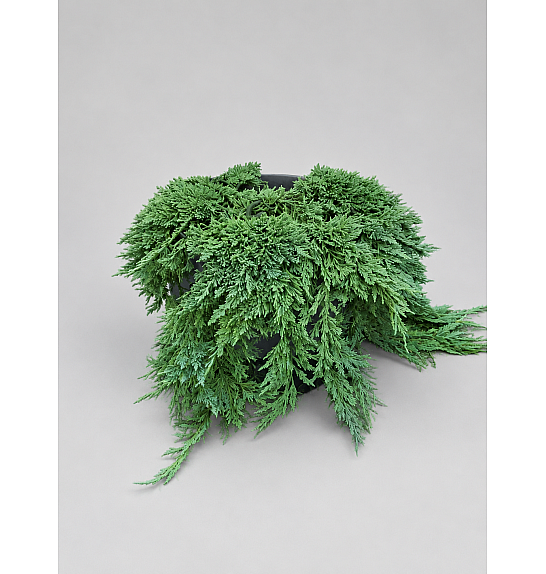 Juniperus horizontalis Pancake C7,5 Lit. 30-40 cm