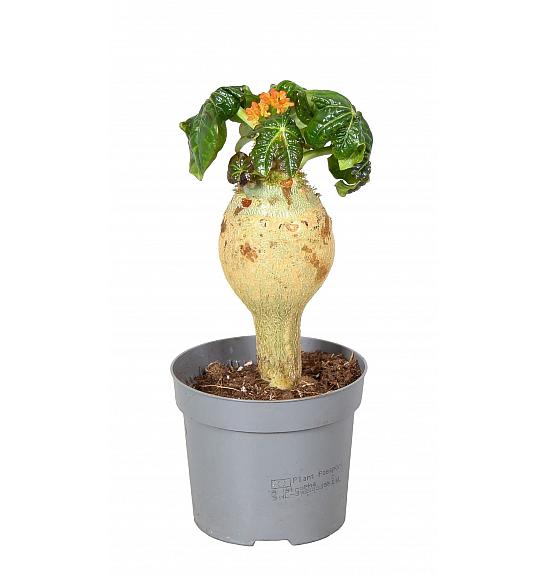 Jatropha podagrica; 13cm
