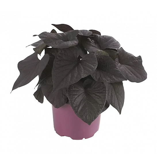 Ipomoea batatas Iposun Black Tone Ø12