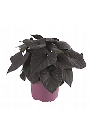 Okrasni krompir  Iposun Black Tone