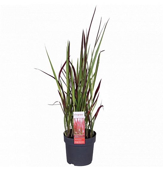 Imperata cylindrica 'Red Baron' C2 Lit.