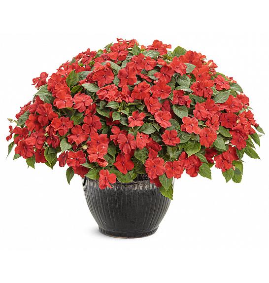 Impatiens walleriana Beacon Bright Red Ø10,5
