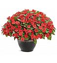 Vodenka Beacon Bright Red
