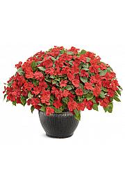 Vodenka Beacon Bright Red