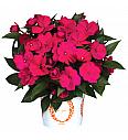 Novogvinejska vodenka SunPatiens Magenta