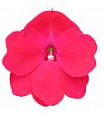Novogvinejska vodenka SunPatiens Red