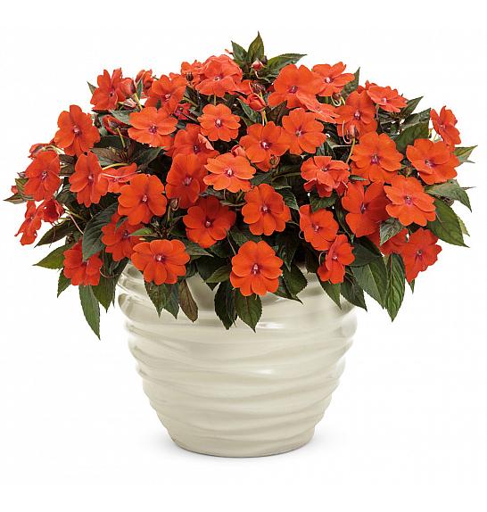 Impatiens SunPatiens Electric Orange Ø12