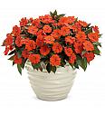 Novogvinejska vodenka SunPatiens Electric Orange