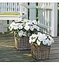 Novogvinejska vodenka SunPatiens White