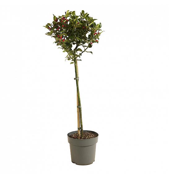 Ilex meserveae Blue Maid C3 Lit. Na steblu 60 cm