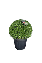 Ilex crenata Dark Green C5 Lit. Krogla 20/25 cm