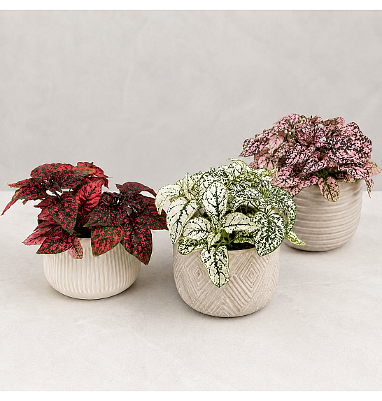 HYPOESTES; Ø9