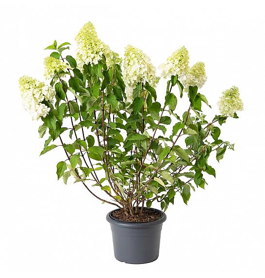 Hydrangea paniculata Polar Bear C7,5 Lit. 40-50 cm