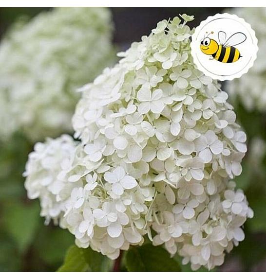 Hydrangea paniculata Polar Bear C3 Lit. 40-60 cm