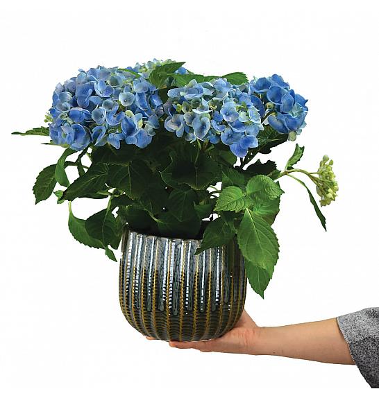 Hydrangea macrophylla Mix Ø 14 20-30 cm