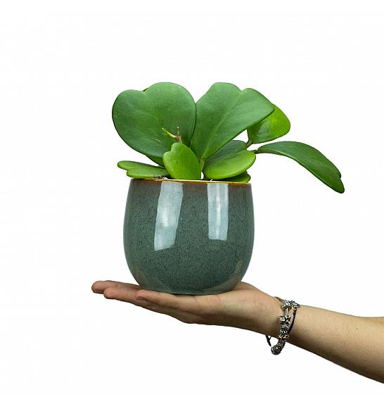 Hoya Kerrii; Ø10,5 cm