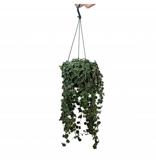 Hoya Curtisii ; Ø14 cm