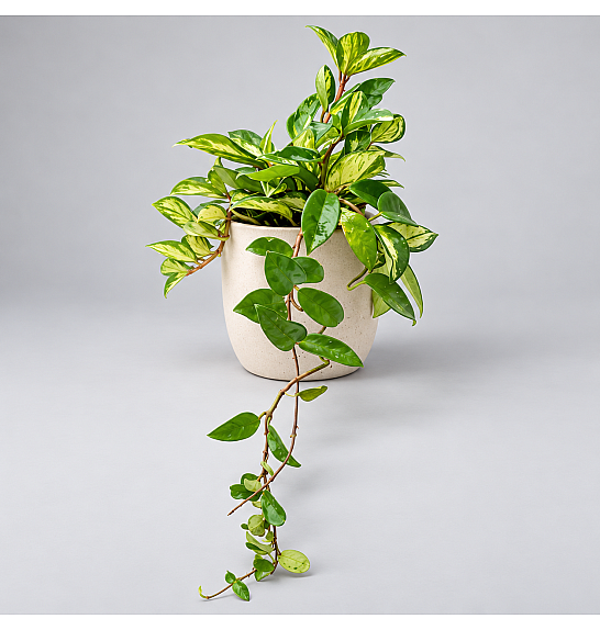 Hoya carnosa : Ø12 cm