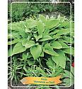 Hosta Marmelade on Toast