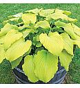 Hosta Banana Kid