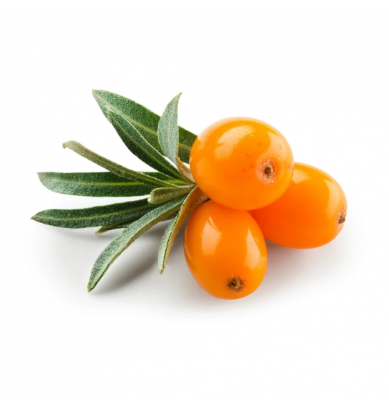 Hippophae rhamnoides Botanika C3 Lit. 40-60 cm
