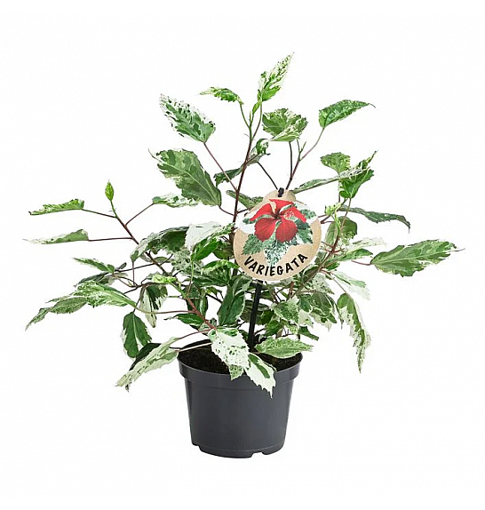 Hibiscus rosa sinesis variegated; Ø12