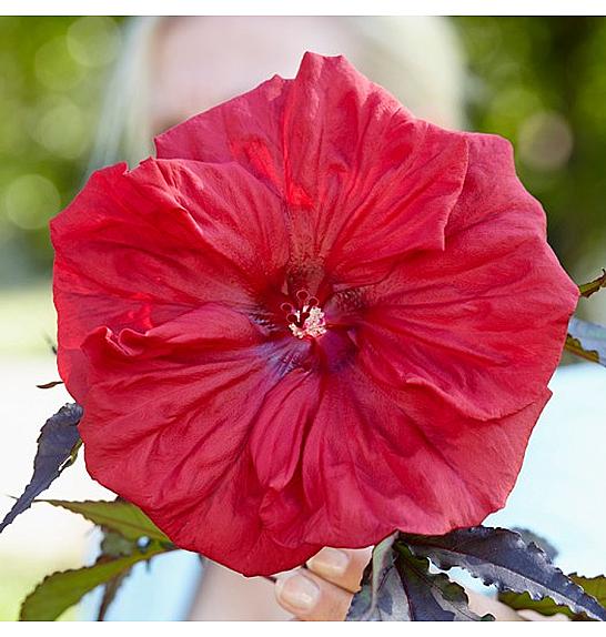 Hibiscus moscheutos Caroussel ® Geant Red C5 Lit.