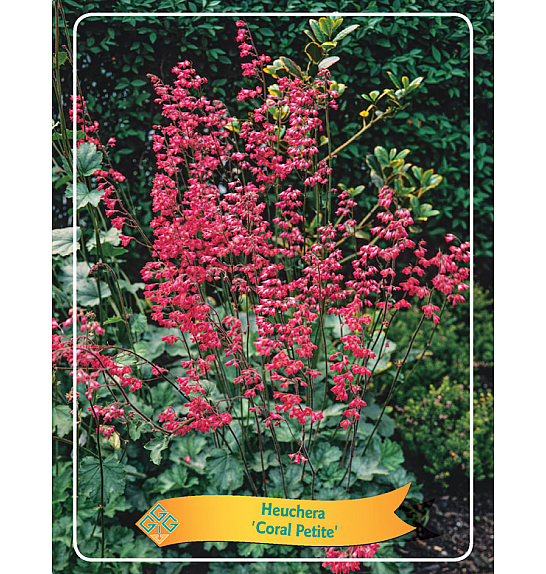 Heuchera Coral Petite Ø11