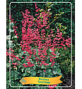 Heuchera Coral Petite
