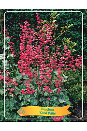 Heuchera Coral Petite
