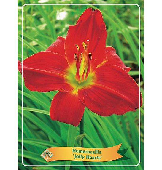 Hemerocallis Jolly Hearts Ø11