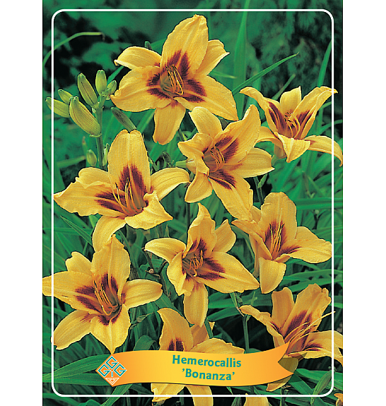 Hemerocallis Bonanza Ø11