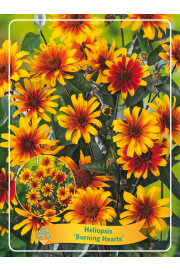 Heliopsis Burning Hearts