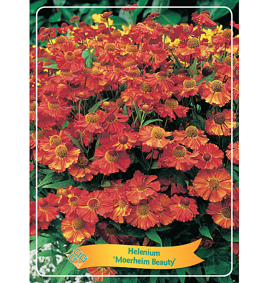 Helenium Moerheim Beauty Ø11