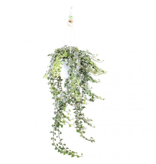 Hedera helix Ø17 obešanka