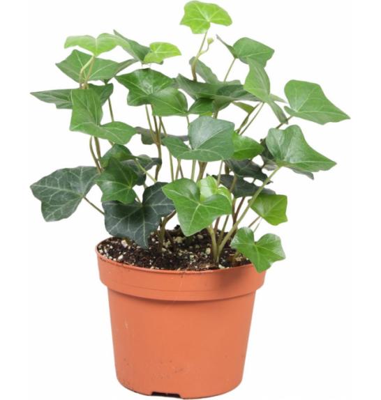Hedera Hibernica Ø13