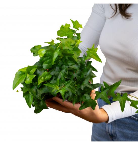 Hedera helix Ø9 mix