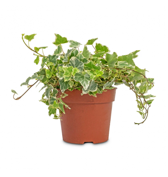 Hedera helix Ø12 mix