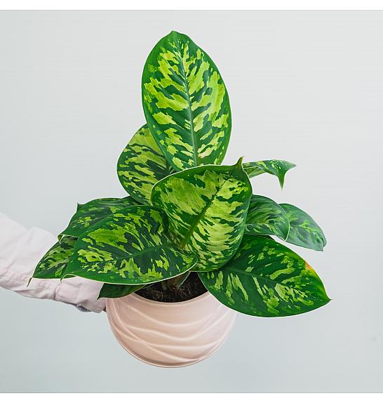 Homalomena Camouflage; Ø12 cm