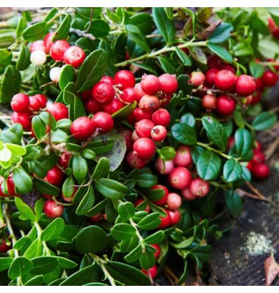 Vaccinium vitis idaea Red Pearl C2 Lit. 40-60 cm