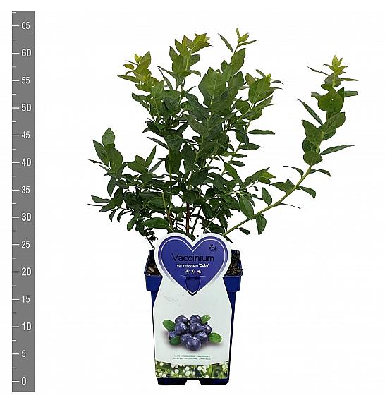 Vaccinium corymbosum Duke C5 Lit. 30-40 cm