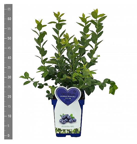 Vaccinium corymbosum Brigitta blue C5 Lit. 30-40 cm