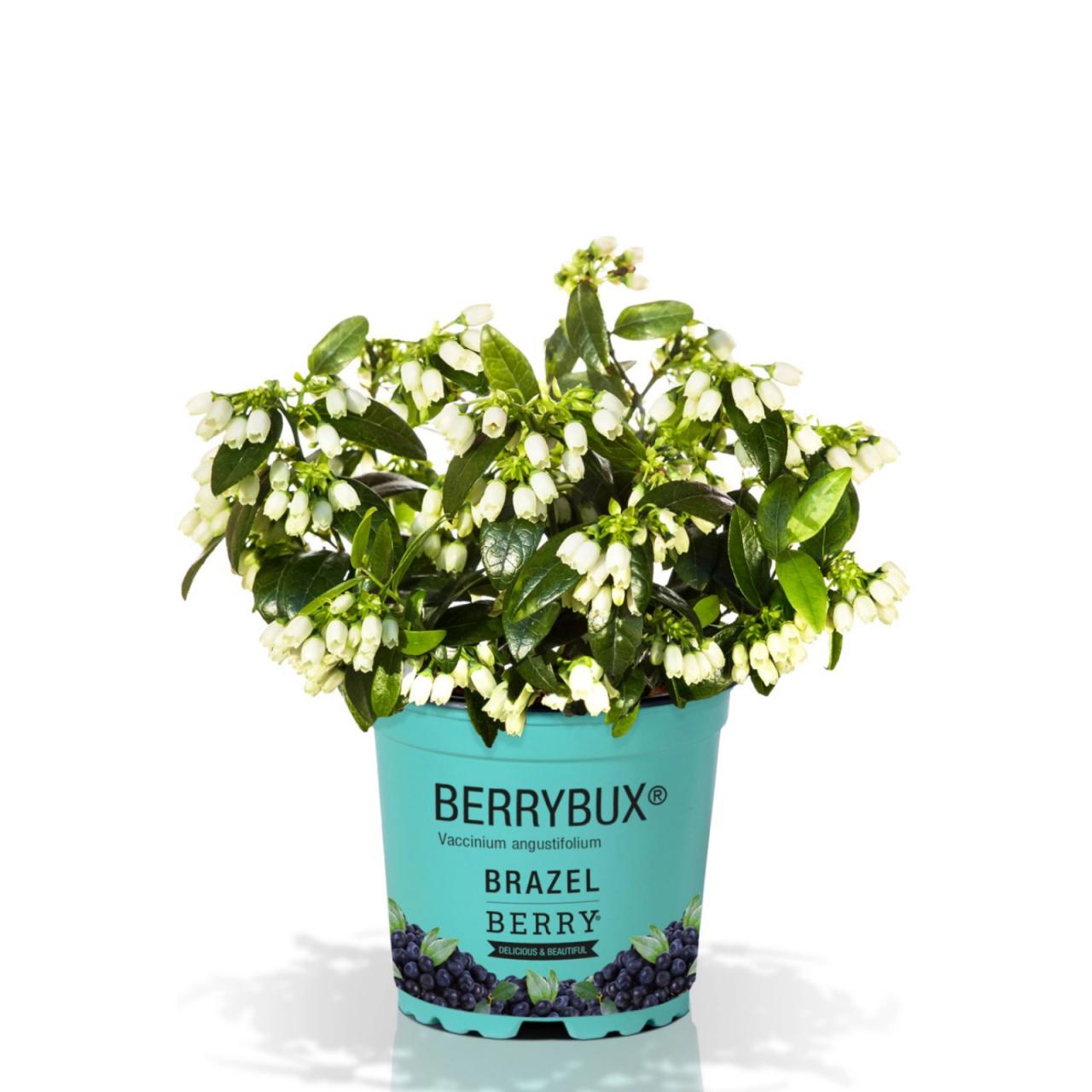 Vaccinium angustifolium BrazelBerry ® Berry Bux ® Ø10,5 cm
