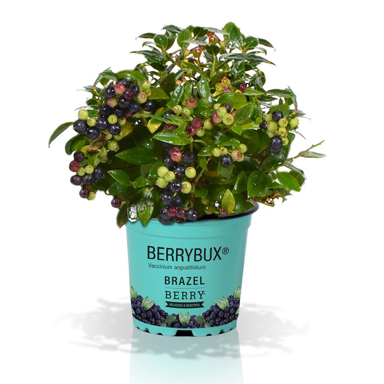 Vaccinium angustifolium BrazelBerry ® Berry Bux ® Ø10,5 cm