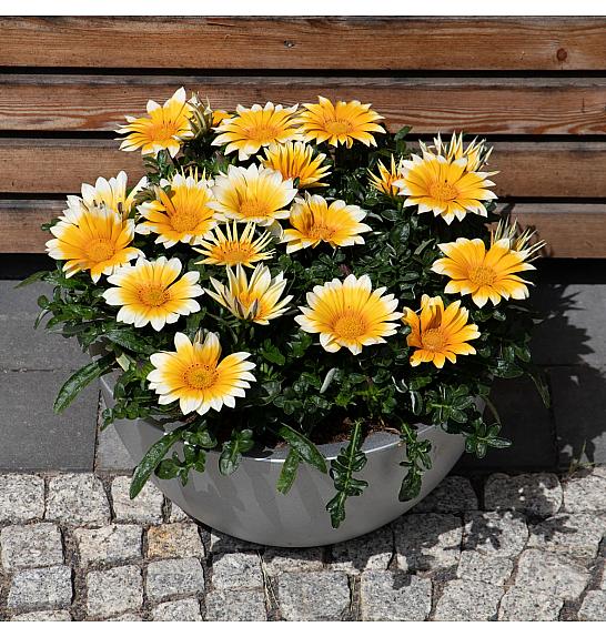 Gazania Zany Sunny Side Up Ø10,5