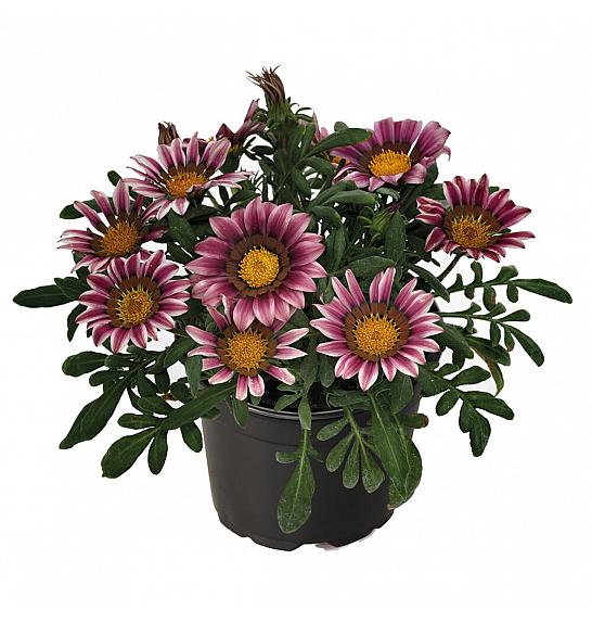 Gazania Zany Pink Ø10,5