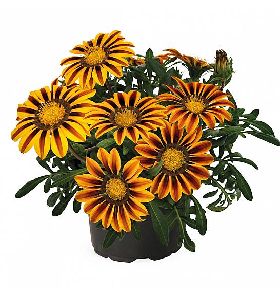 Gazania Zany Orange Flame Ø10,5
