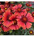 Gaillardia Spintop Red