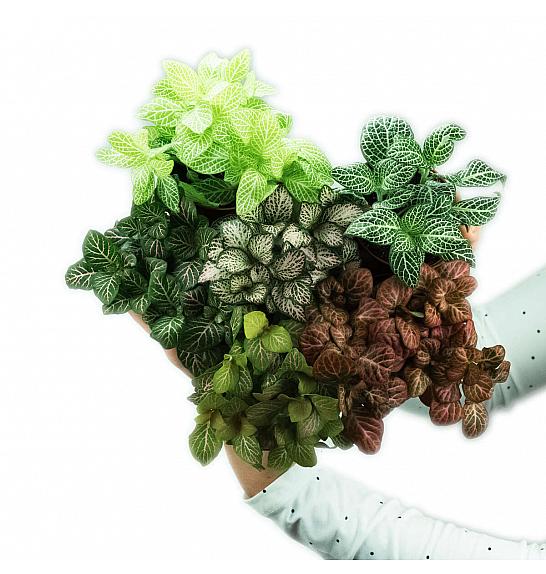 FITTONIA ; Ø9