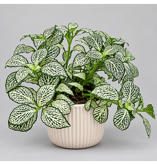 FITTONIA ; Ø9